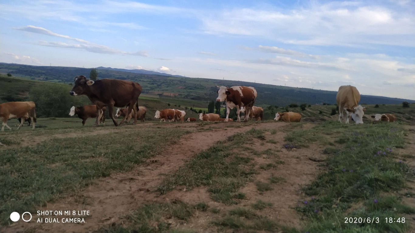 orhanbabaninciftligi.com,orhan babanın çiftliği,orhan sonar,çorum köy yumurtası,büyük palabıyık köyü,çorum palabıyık,çorum süt ,süt ve süt ürünleri,çökelek,köy ürünleri,orhan gazi sonar,tereyag