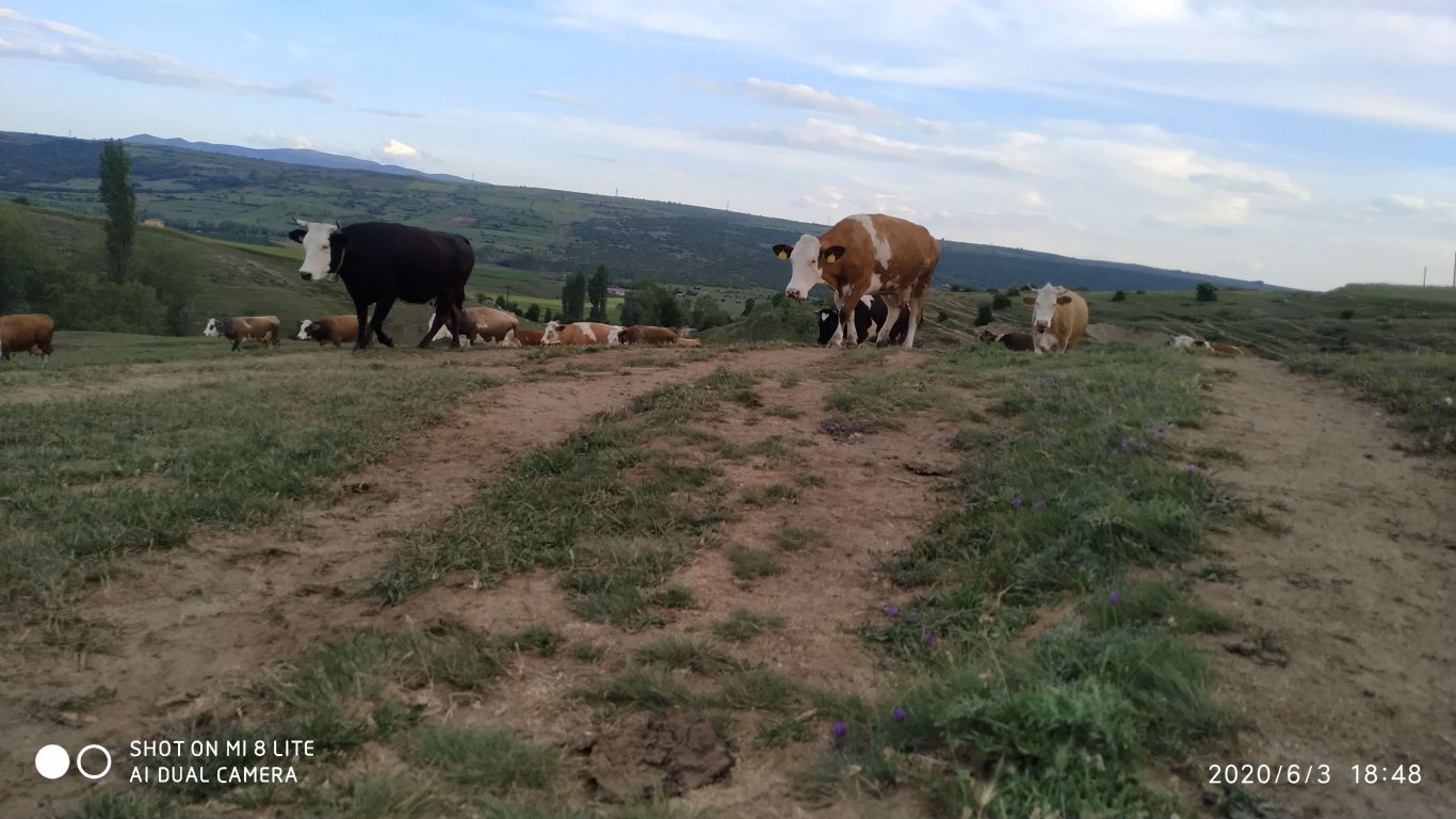 orhanbabaninciftligi.com,orhan babanın çiftliği,orhan sonar,çorum köy yumurtası,büyük palabıyık köyü,çorum palabıyık,çorum süt ,süt ve süt ürünleri,çökelek,köy ürünleri,orhan gazi sonar,tereyag