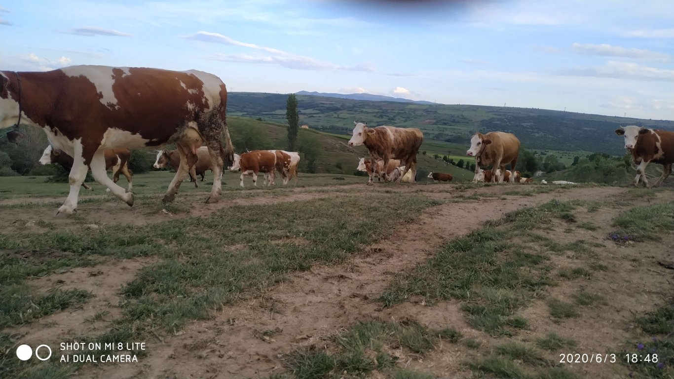 orhanbabaninciftligi.com,orhan babanın çiftliği,orhan sonar,çorum köy yumurtası,büyük palabıyık köyü,çorum palabıyık,çorum süt ,süt ve süt ürünleri,çökelek,köy ürünleri,orhan gazi sonar,tereyag