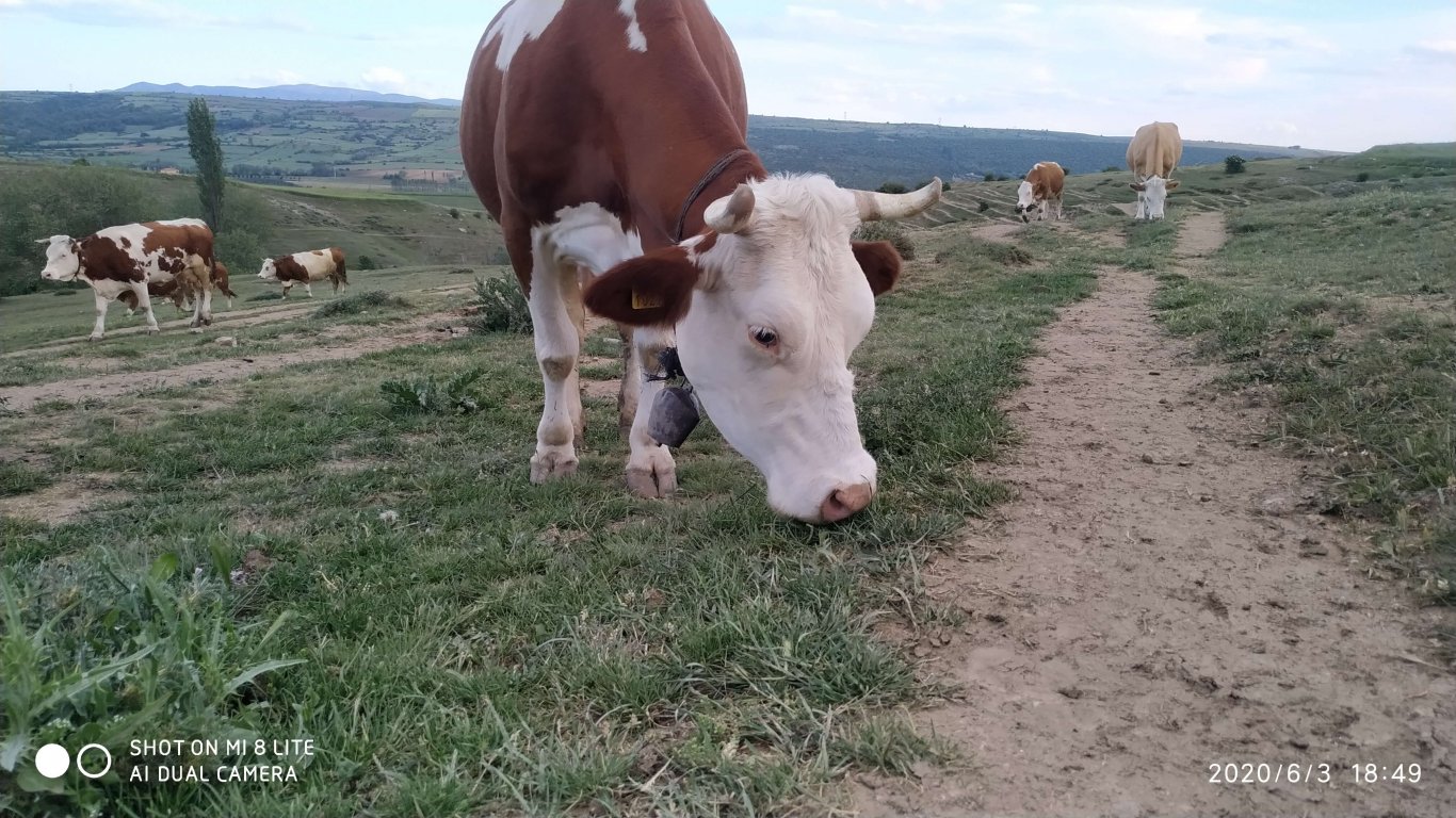 orhanbabaninciftligi.com,orhan babanın çiftliği,orhan sonar,çorum köy yumurtası,büyük palabıyık köyü,çorum palabıyık,çorum süt ,süt ve süt ürünleri,çökelek,köy ürünleri,orhan gazi sonar,tereyag