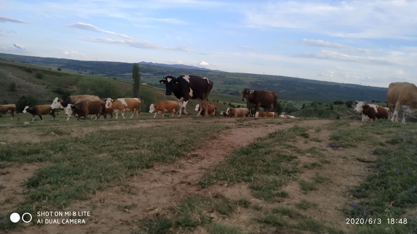 orhanbabaninciftligi.com,orhan babanın çiftliği,orhan sonar,çorum köy yumurtası,büyük palabıyık köyü,çorum palabıyık,çorum süt ,süt ve süt ürünleri,çökelek,köy ürünleri,orhan gazi sonar,tereyag