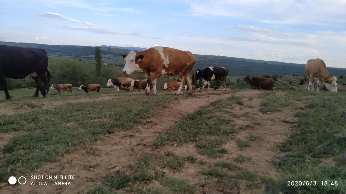 orhanbabaninciftligi.com,orhan babanın çiftliği,orhan sonar,çorum köy yumurtası,büyük palabıyık köyü,çorum palabıyık,çorum süt ,süt ve süt ürünleri,çökelek,köy ürünleri,orhan gazi sonar,tereyag