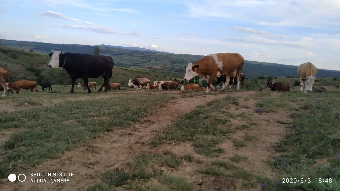 orhanbabaninciftligi.com,orhan babanın çiftliği,orhan sonar,çorum köy yumurtası,büyük palabıyık köyü,çorum palabıyık,çorum süt ,süt ve süt ürünleri,çökelek,köy ürünleri,orhan gazi sonar,tereyag