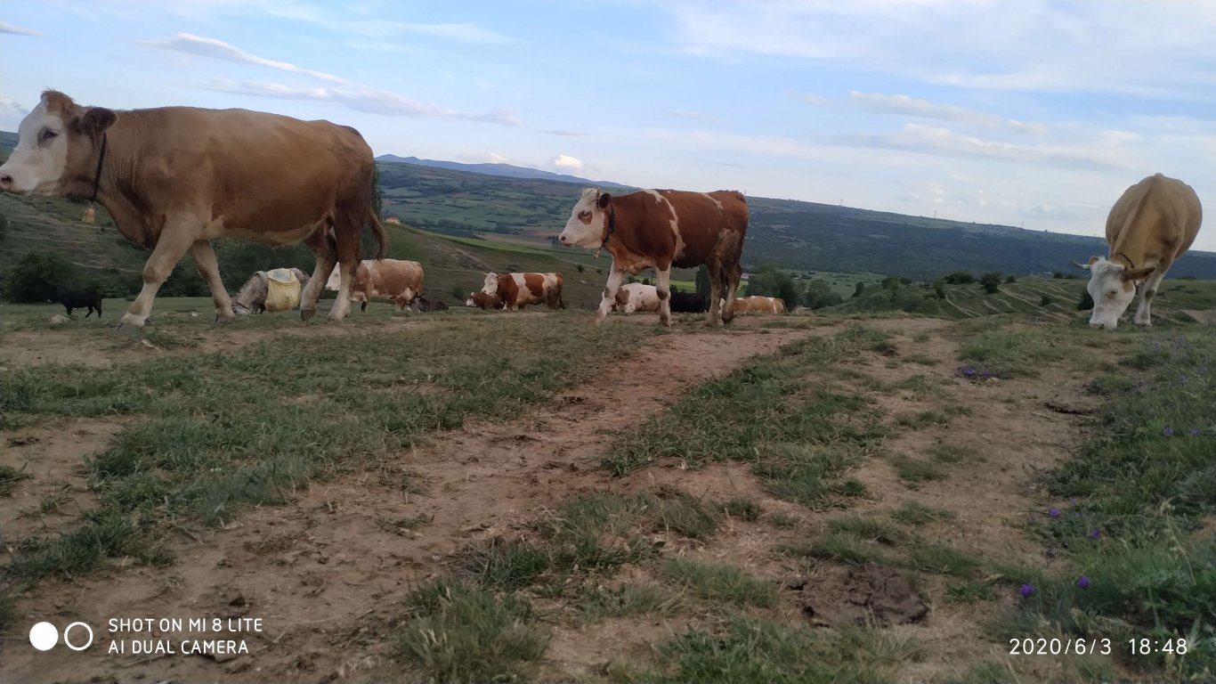 orhanbabaninciftligi.com,orhan babanın çiftliği,orhan sonar,çorum köy yumurtası,büyük palabıyık köyü,çorum palabıyık,çorum süt ,süt ve süt ürünleri,çökelek,köy ürünleri,orhan gazi sonar,tereyag