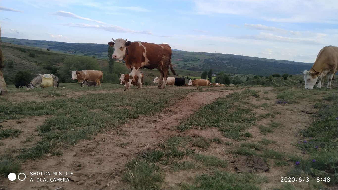 orhanbabaninciftligi.com,orhan babanın çiftliği,orhan sonar,çorum köy yumurtası,büyük palabıyık köyü,çorum palabıyık,çorum süt ,süt ve süt ürünleri,çökelek,köy ürünleri,orhan gazi sonar,tereyag