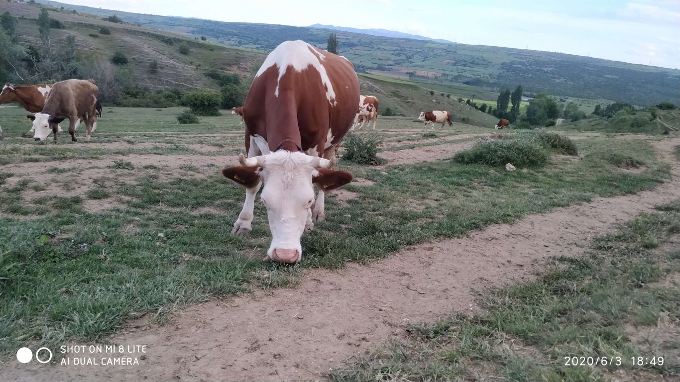 orhanbabaninciftligi.com,orhan babanın çiftliği,orhan sonar,çorum köy yumurtası,büyük palabıyık köyü,çorum palabıyık,çorum süt ,süt ve süt ürünleri,çökelek,köy ürünleri,orhan gazi sonar,tereyag