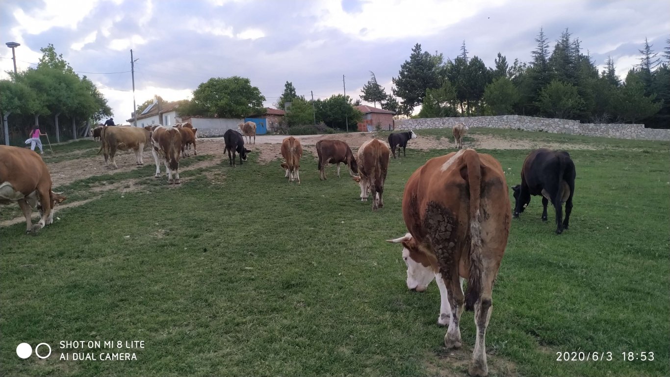 orhanbabaninciftligi.com,orhan babanın çiftliği,orhan sonar,çorum köy yumurtası,büyük palabıyık köyü,çorum palabıyık,çorum süt ,süt ve süt ürünleri,çökelek,köy ürünleri,orhan gazi sonar,tereyag