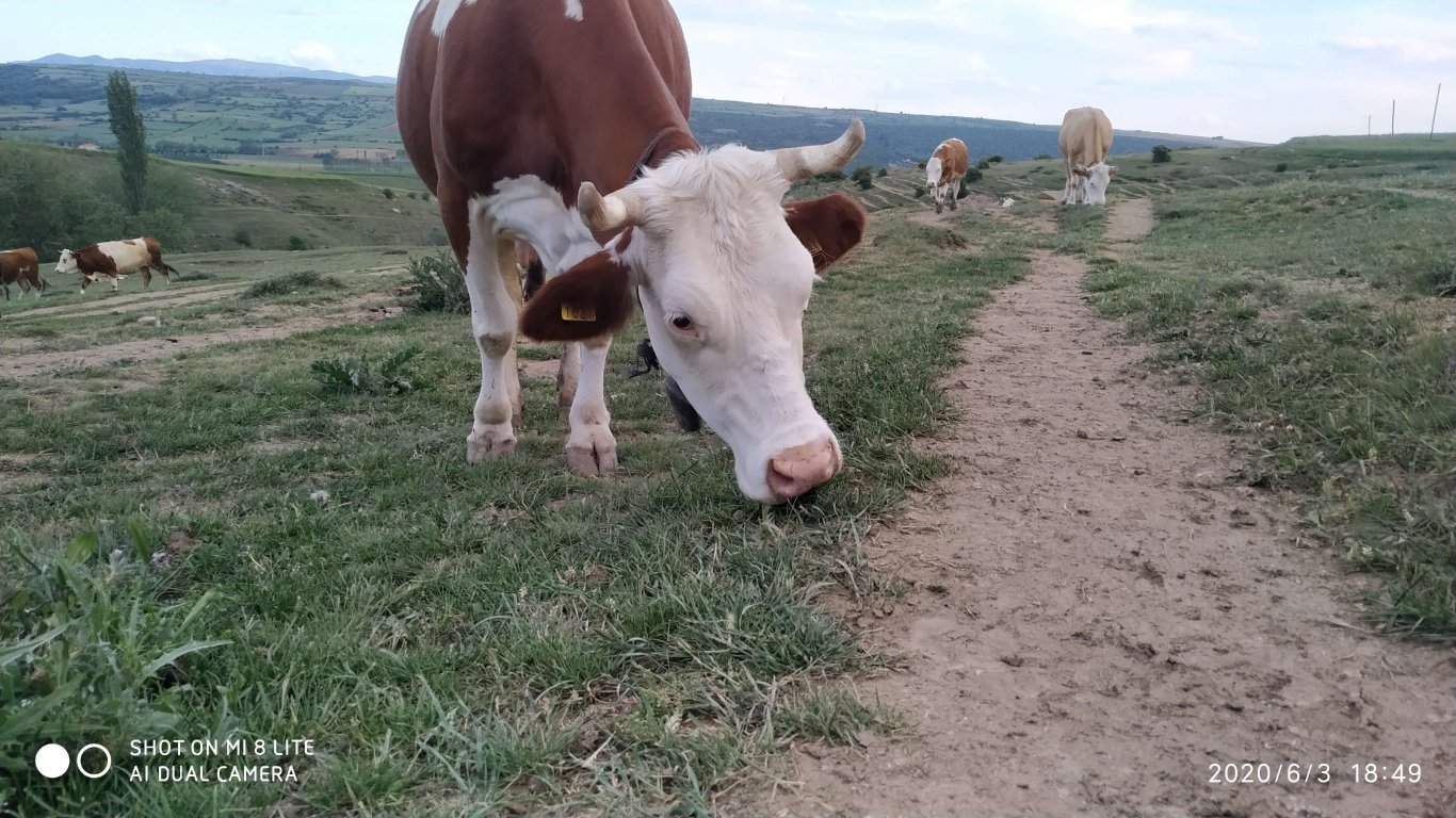 orhanbabaninciftligi.com,orhan babanın çiftliği,orhan sonar,çorum köy yumurtası,büyük palabıyık köyü,çorum palabıyık,çorum süt ,süt ve süt ürünleri,çökelek,köy ürünleri,orhan gazi sonar,tereyag