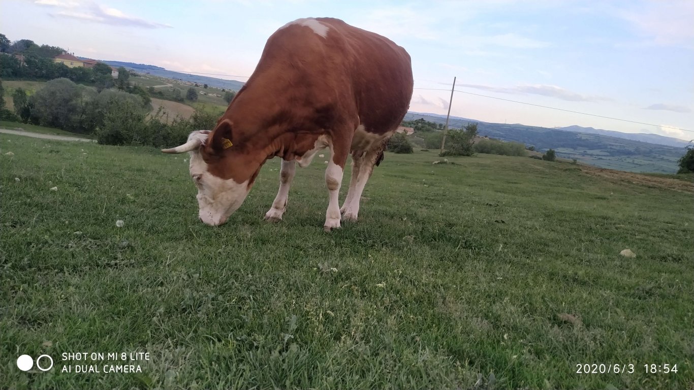 orhanbabaninciftligi.com,orhan babanın çiftliği,orhan sonar,çorum köy yumurtası,büyük palabıyık köyü,çorum palabıyık,çorum süt ,süt ve süt ürünleri,çökelek,köy ürünleri,orhan gazi sonar,tereyag