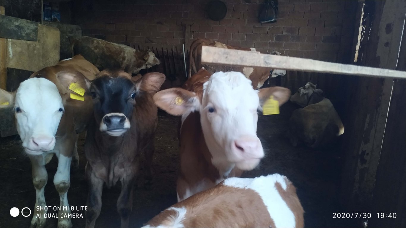 orhanbabaninciftligi.com,orhan babanın çiftliği,orhan sonar,çorum köy yumurtası,büyük palabıyık köyü,çorum palabıyık,çorum süt ,süt ve süt ürünleri,çökelek,köy ürünleri,orhan gazi sonar,tereyag