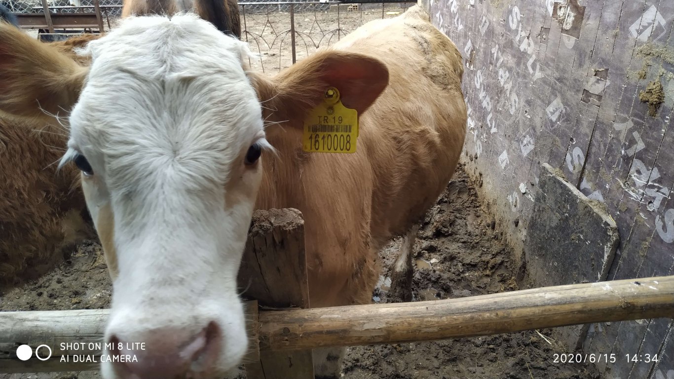 orhanbabaninciftligi.com,orhan babanın çiftliği,orhan sonar,çorum köy yumurtası,büyük palabıyık köyü,çorum palabıyık,çorum süt ,süt ve süt ürünleri,çökelek,köy ürünleri,orhan gazi sonar,tereyag