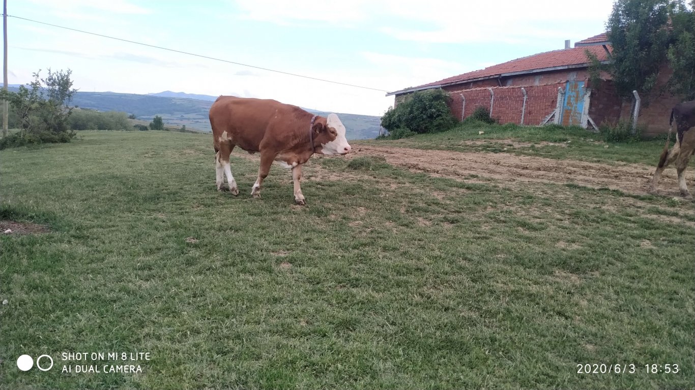 orhanbabaninciftligi.com,orhan babanın çiftliği,orhan sonar,çorum köy yumurtası,büyük palabıyık köyü,çorum palabıyık,çorum süt ,süt ve süt ürünleri,çökelek,köy ürünleri,orhan gazi sonar,tereyag