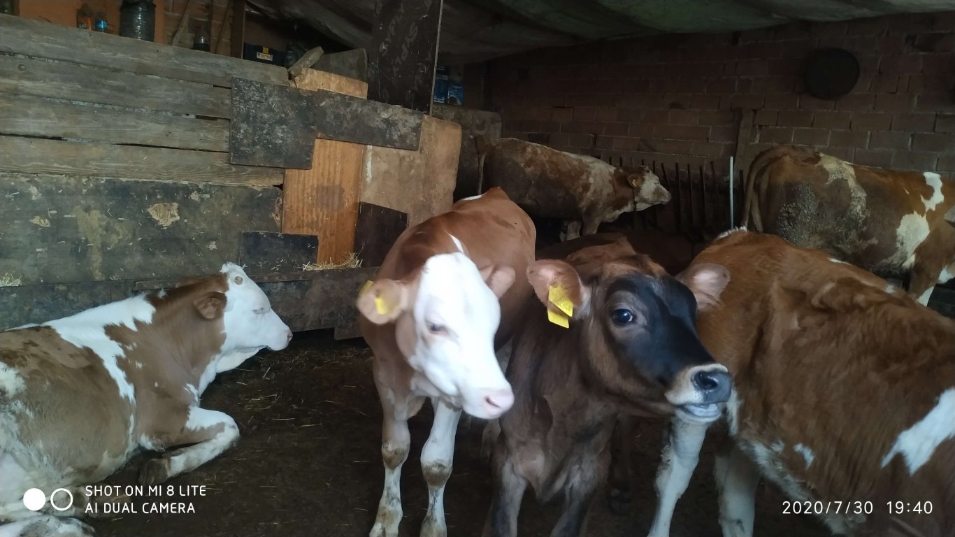 orhanbabaninciftligi.com,orhan babanın çiftliği,orhan sonar,çorum köy yumurtası,büyük palabıyık köyü,çorum palabıyık,çorum süt ,süt ve süt ürünleri,çökelek,köy ürünleri,orhan gazi sonar,tereyag