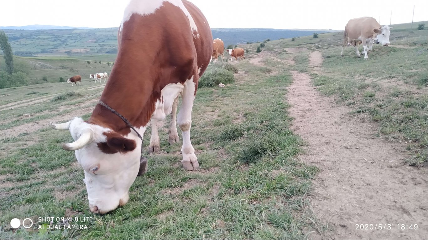 orhanbabaninciftligi.com,orhan babanın çiftliği,orhan sonar,çorum köy yumurtası,büyük palabıyık köyü,çorum palabıyık,çorum süt ,süt ve süt ürünleri,çökelek,köy ürünleri,orhan gazi sonar,tereyag