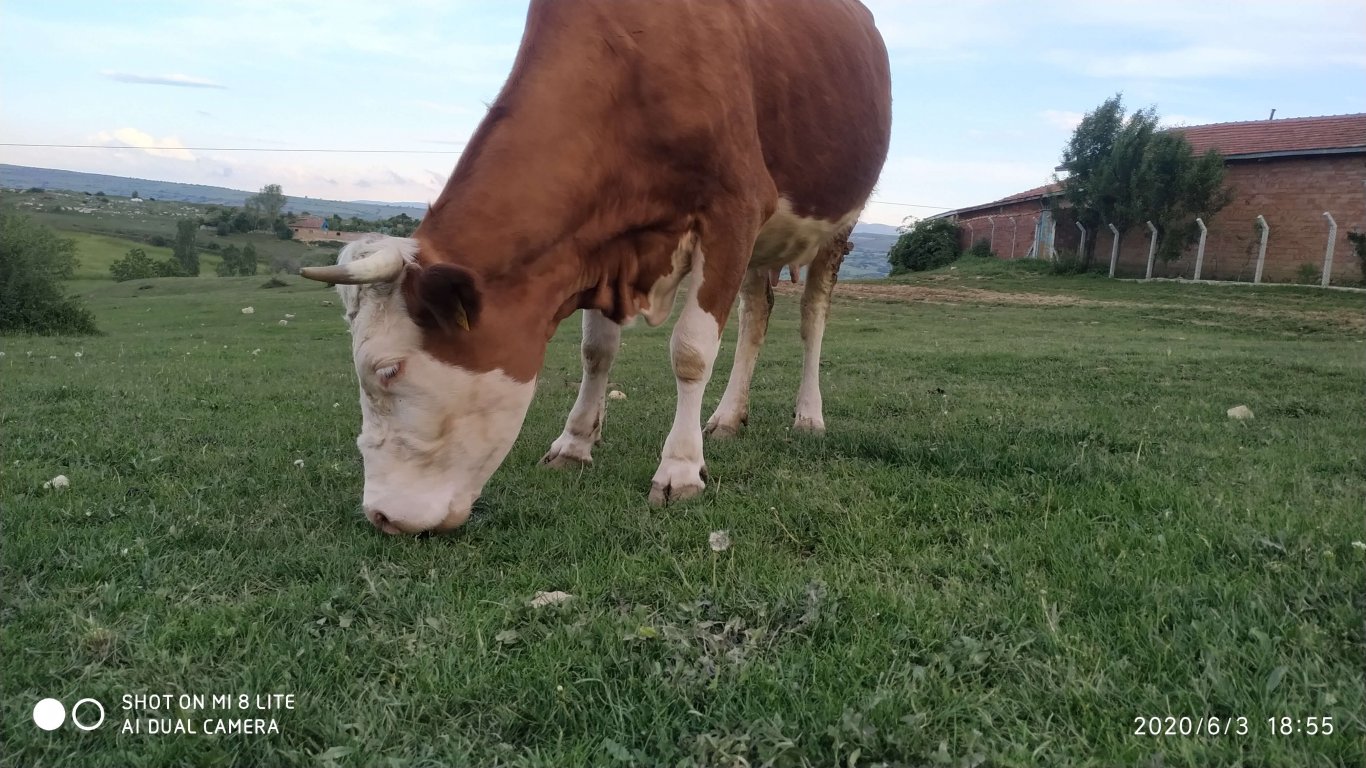 orhanbabaninciftligi.com,orhan babanın çiftliği,orhan sonar,çorum köy yumurtası,büyük palabıyık köyü,çorum palabıyık,çorum süt ,süt ve süt ürünleri,çökelek,köy ürünleri,orhan gazi sonar,tereyag